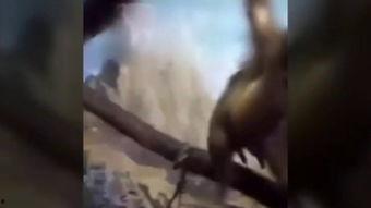 欧美与人与动物交配视频,揭秘欧美动物交配视频的黑暗面