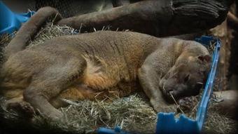 欧美与人与动物交配视频,揭秘欧美动物交配视频的黑暗面