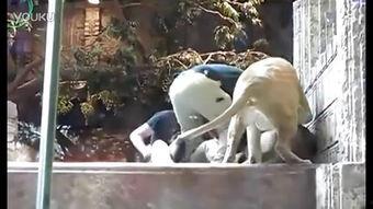 欧美与人与动物交配视频,揭秘欧美动物交配视频的黑暗面