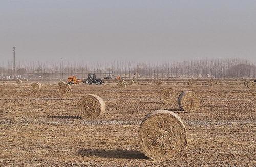 欧美农场晒稻草视频在线,传统农事与现代视角的完美融合