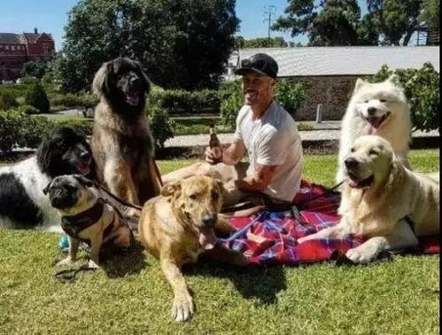 欧美狗狗帅哥视频在线,萌宠界颜值担当视频大赏