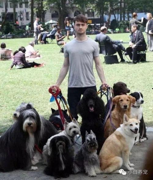 欧美狗狗帅哥视频在线,萌宠界颜值担当视频大赏