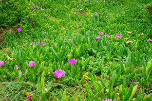 欧美自由摘花全程视频,一场与自然的亲密接触