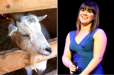 欧美巨星合照图集高清视频,高清合照图集视频精彩回顾